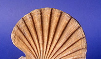 Il mare in Piemonte