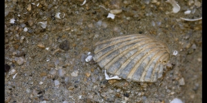 Fossili marini